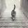 El gato ¿sube o baja las escaleras? - La nueva polémica que divide las redes sociales